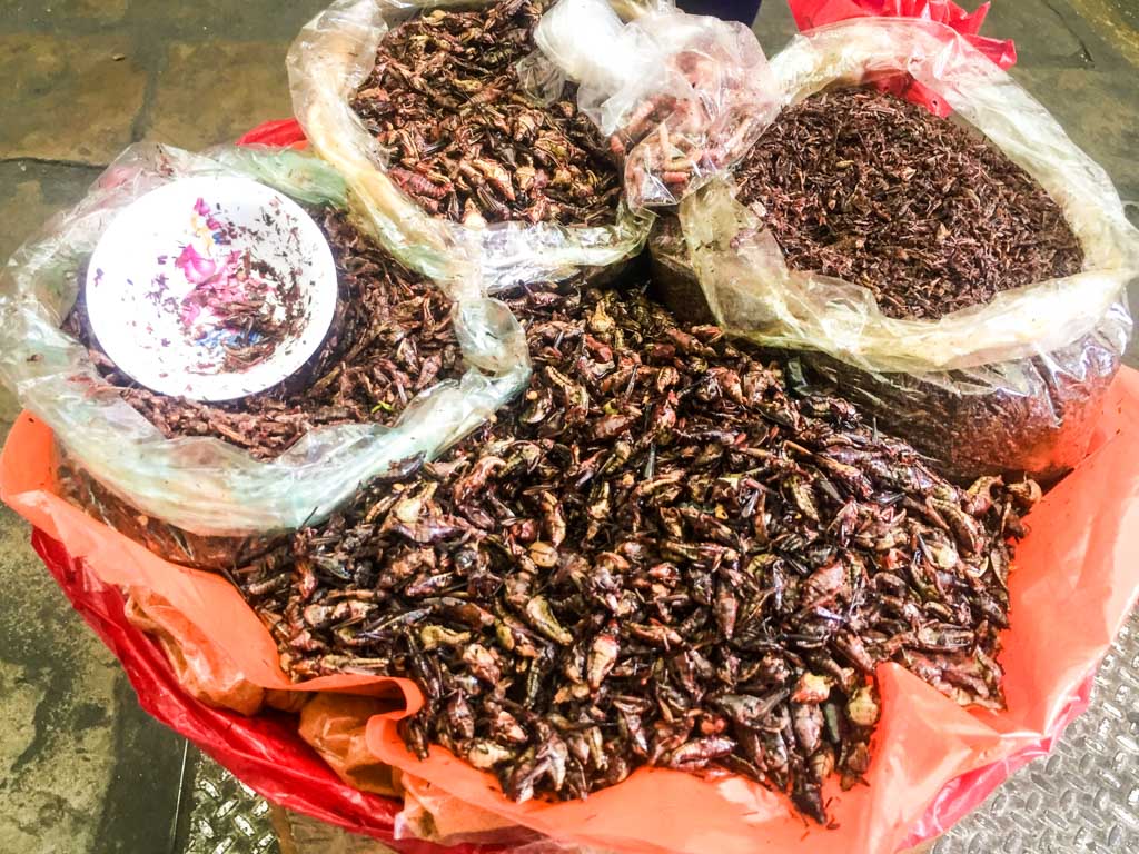 oaxaca must eats chapulines in the market