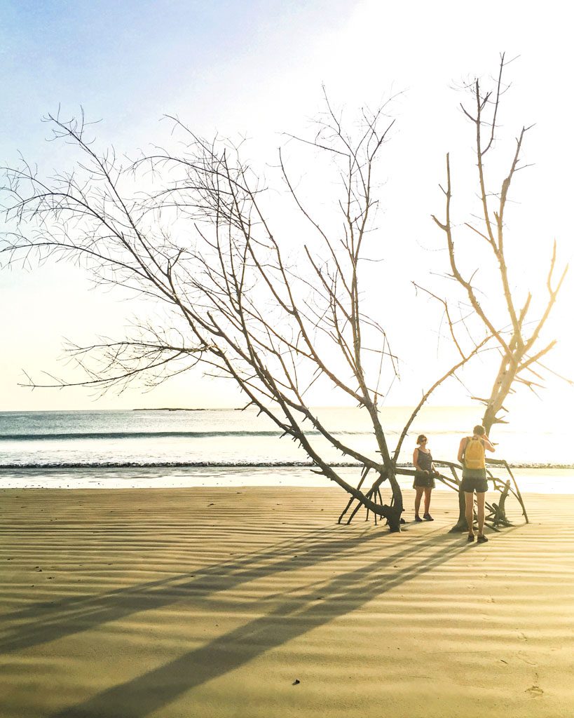 playa la flor nature reserve tree