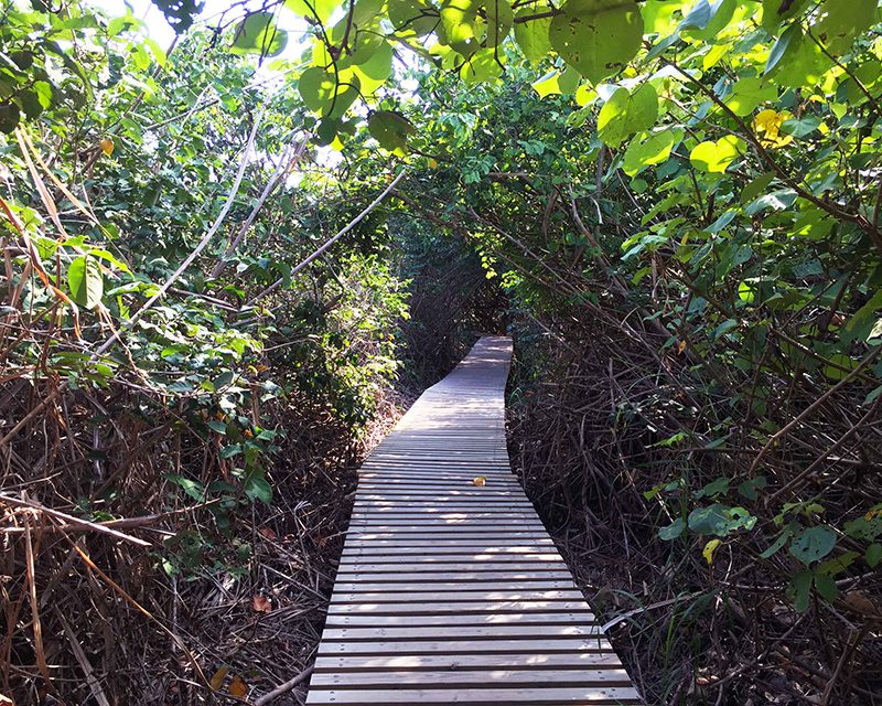 Wooden path in Parque Tayrona