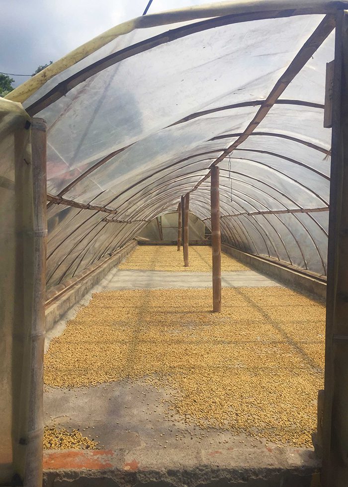 Coffee beans drying in the sunny greenhouse