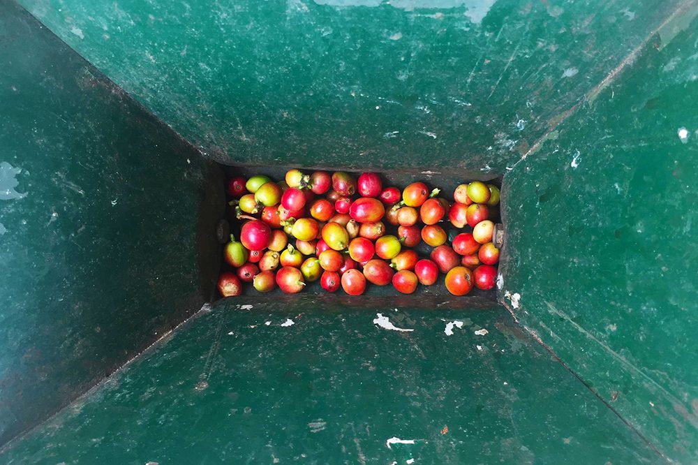Coffee fruit before it's processed to remove it's shell Coffee fruit before processing