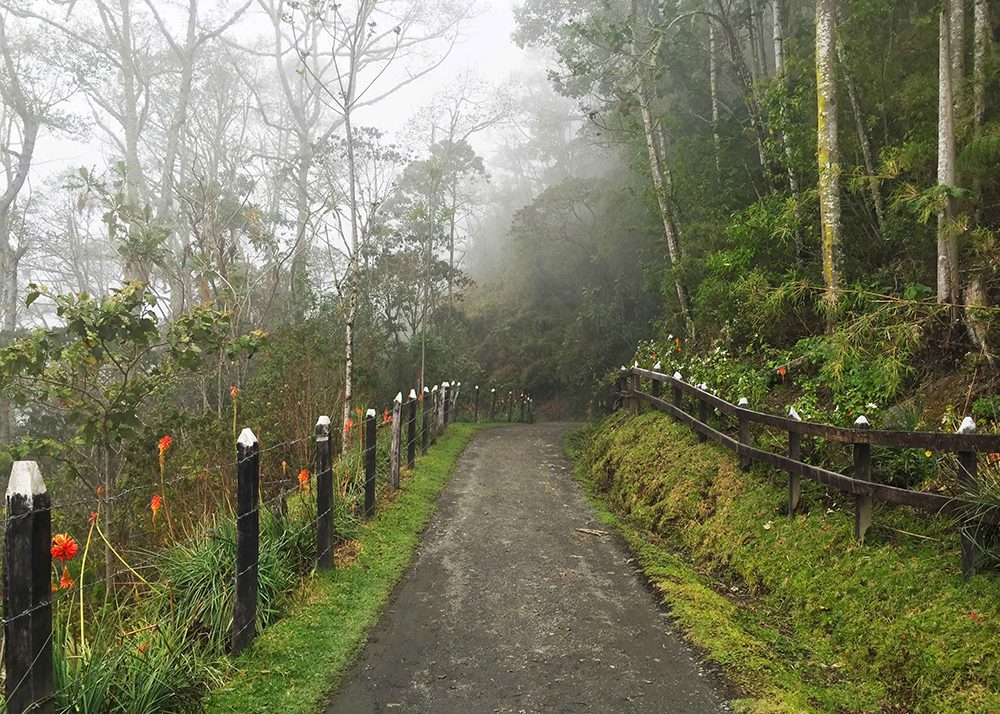 Coffee farm path in Valle de Cocora, Colombia