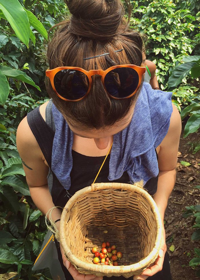 Picking Coffee fruit in Salento, Colombia