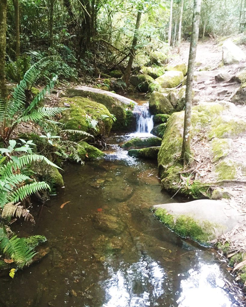 creek in Quebrada la Vieja Bogota creek in Quebrada la Vieja Bogota