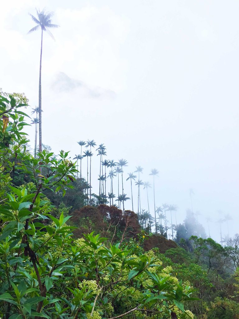 Palm trees at Valle de Cocora, Colombia