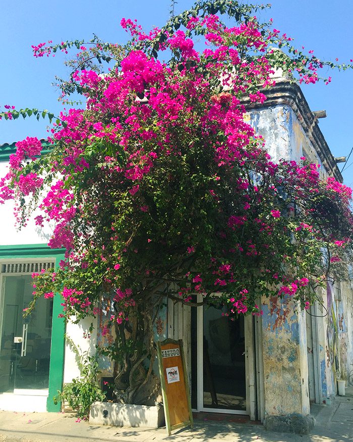 Flowers in Cartagena Colombia