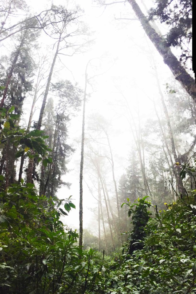 Jungle forest Valle de Cocora, Colombia