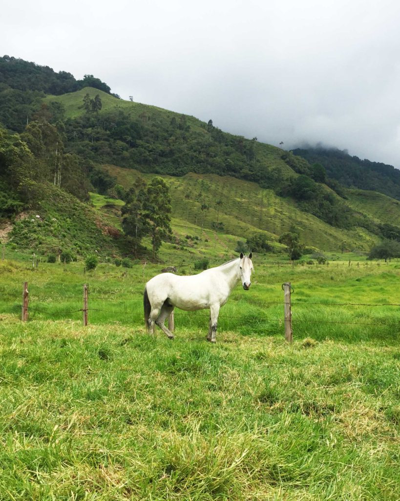 Horse in field at Valle de Cocora, colombia