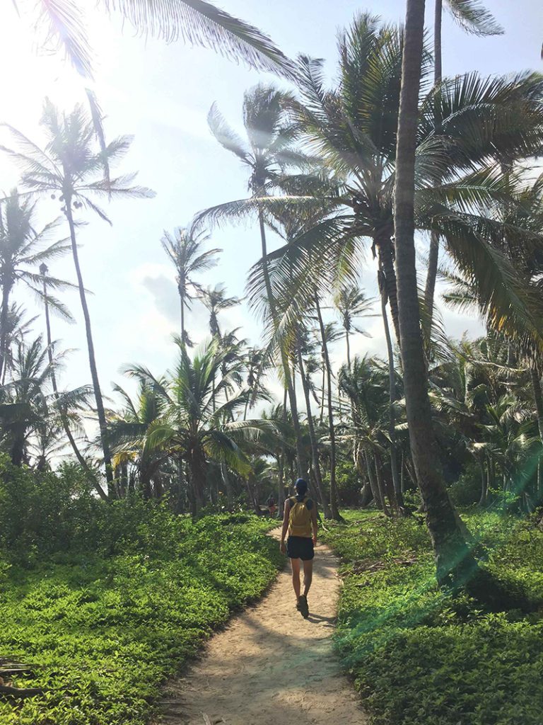 Justin walking through palm trees while hiking Parque Tayrona, Colombia
