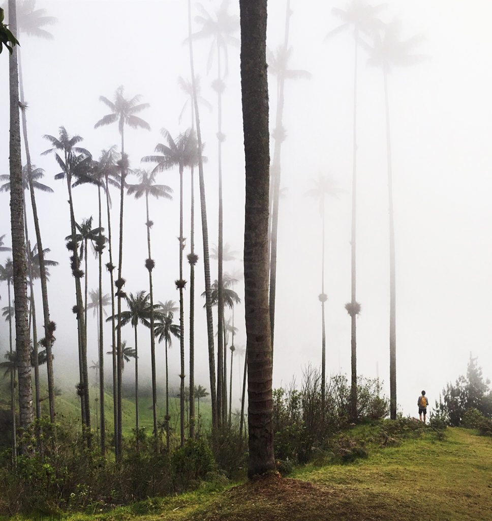 Justin in the palm trees, Valle de Cocora, Colombia