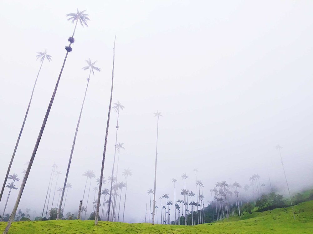 Tall palms at Valle de Cocora, Colombia
