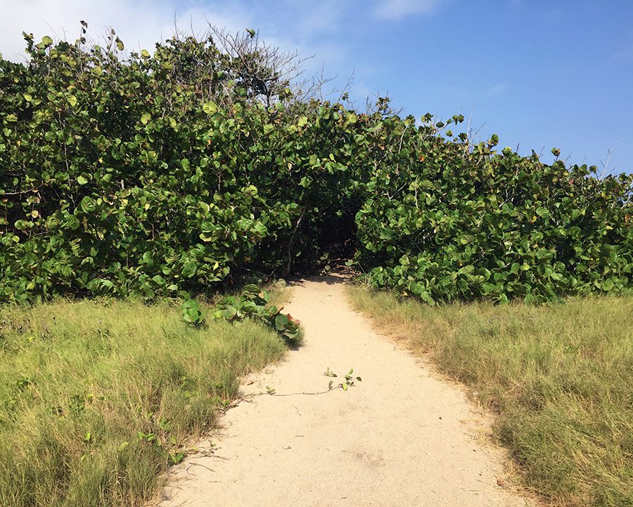 Hiking path to Tayrona, Colombia