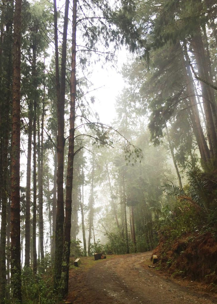 PIne forest next to Finca la Montaña, Colombia