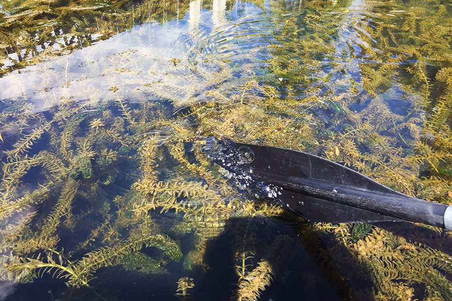 Aquatic life in the lake at Piedras Blancas Park lake at piedras blancas medellin