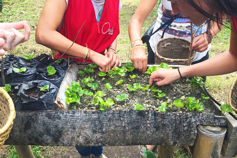 Growing coffee plant seedlings Seedlings of coffee plants, Salento, Colombia