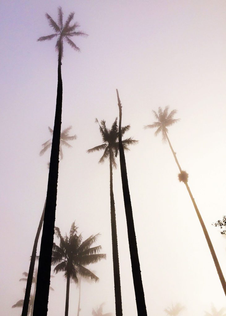 Palm trees in the sky, Valle de Cocora, Colombia