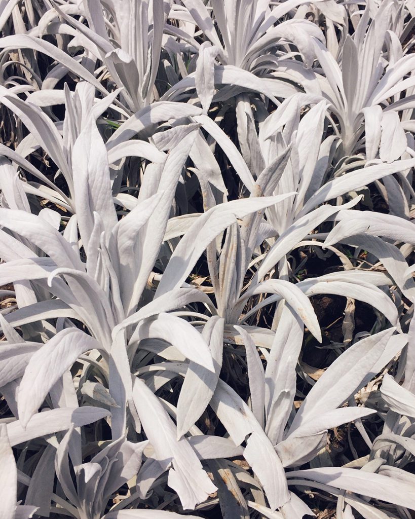 White plants at Monserrate Bogota