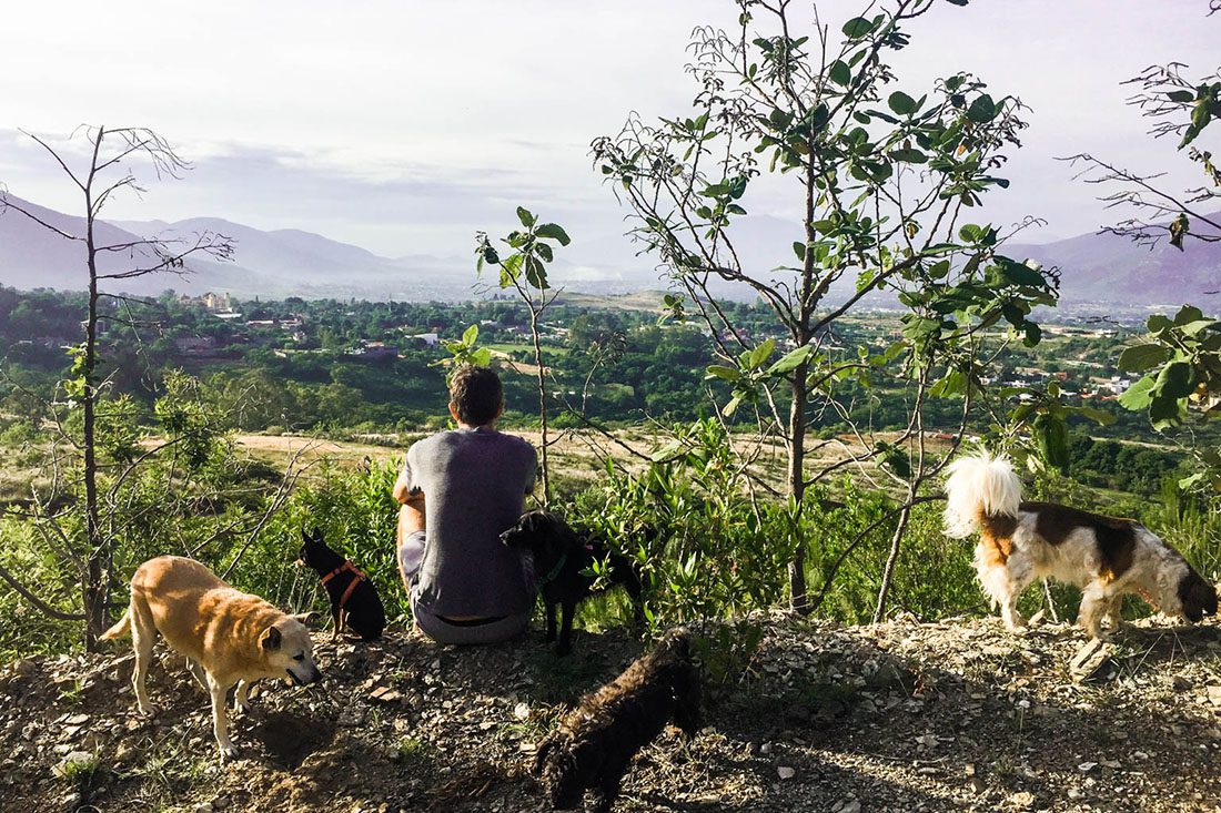 A good photo to have in your profile - an example of you dog walking. Here is my husband with a few of our charges. housesitting photo