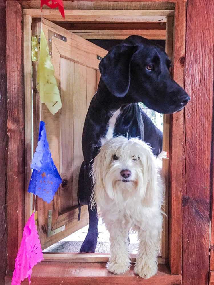 It's hard to say goodbye, but amazing to get to know sweet animals during housesits. what is housesitting