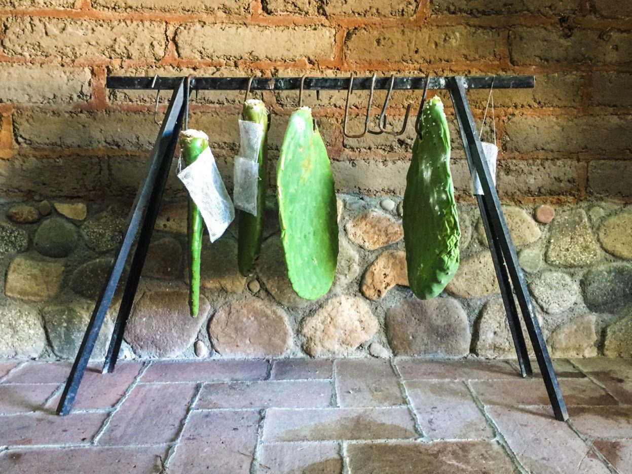 Cactus leaves with the small cochineal insects, used to create a rich red dye. cochinil for dyeing oaxaca