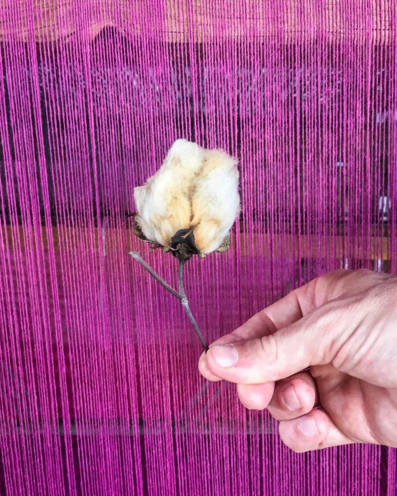 raw cotton for dyeing in mitla oaxacan textiles tour