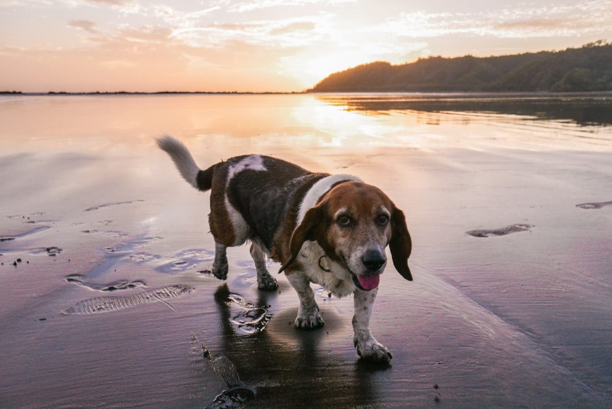 dog on the beach cambutal panama