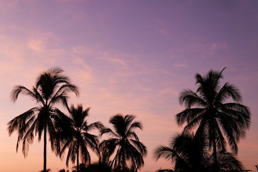 palm trees playa destiladeros
