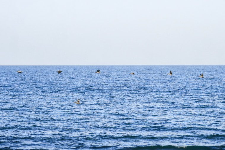 playa arenal panama birds