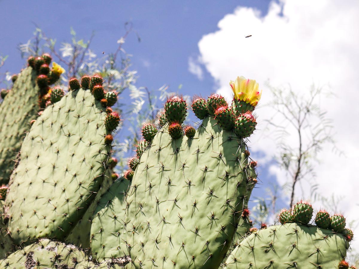 cactus at teotihuacan