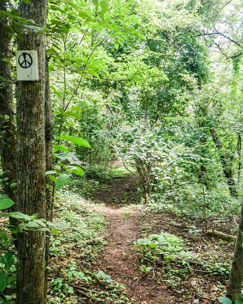 jungle path playa negra peace retreat