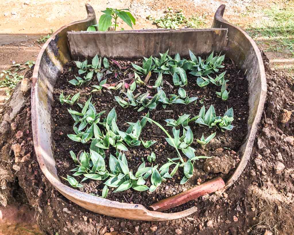 planting agaves oaxaca