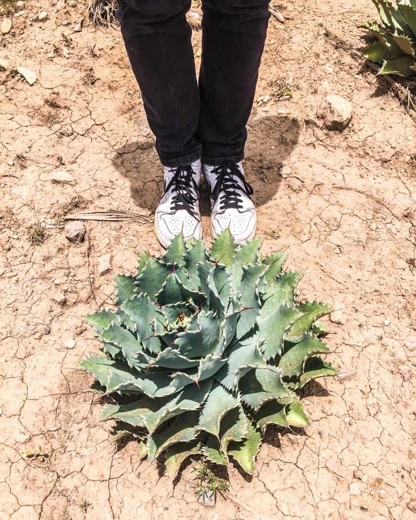 tobala agave mezcal tour oaxaca