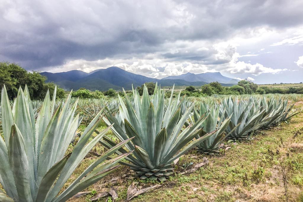 agave fields santiago matatlan