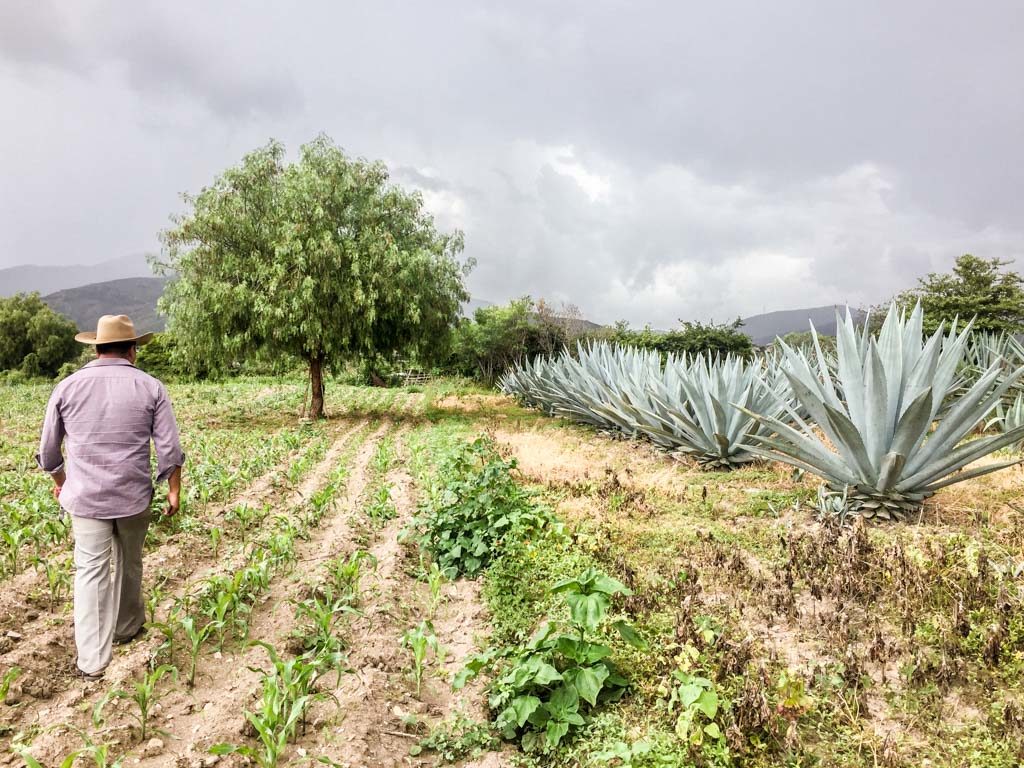 agave fields oaxaca mezcal tour