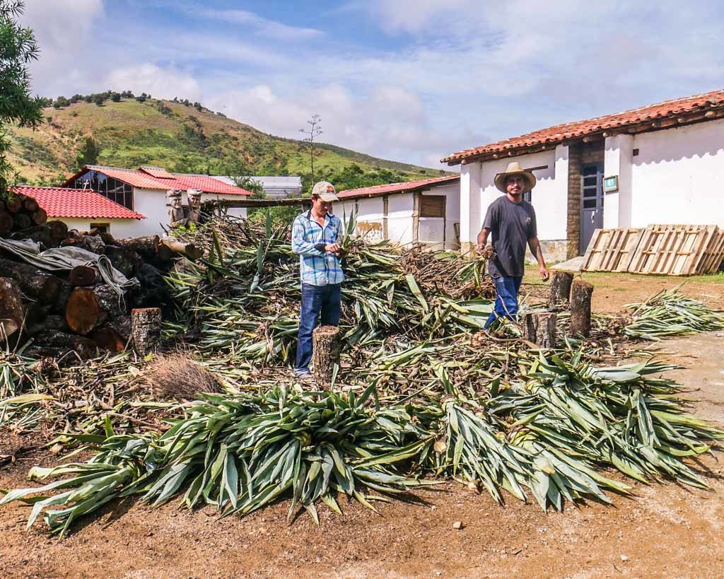 oaxaca mezcal tour