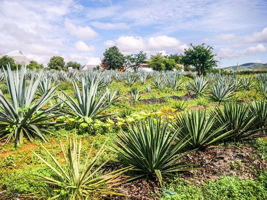 agave planting oaxaca mezcal