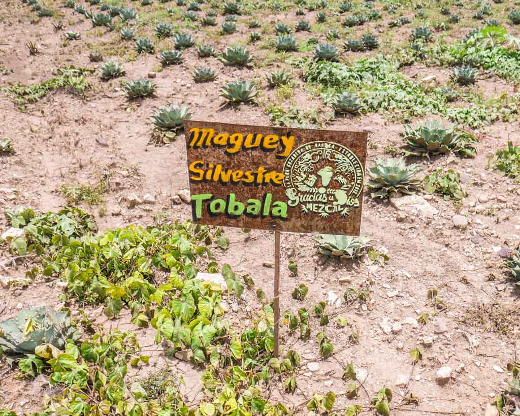 mezcal planting santiago matatlan oaxaca