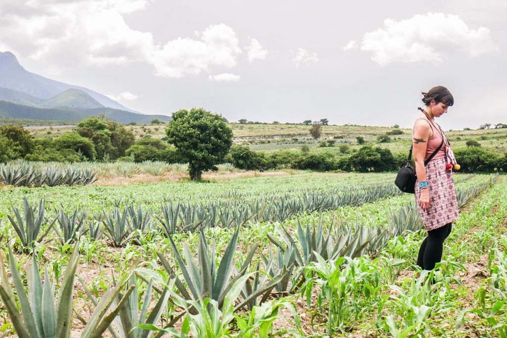 oaxaca mezcal tour santiago matatlan