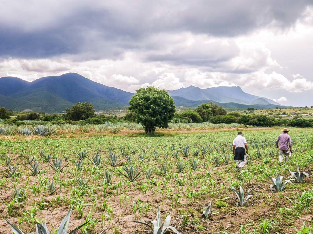 agave fields santiago matatlan