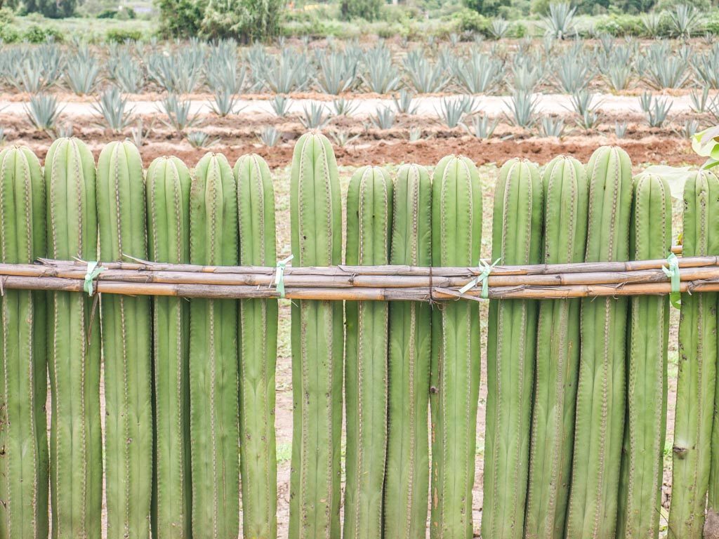 agave and cactus in santiago matatlan