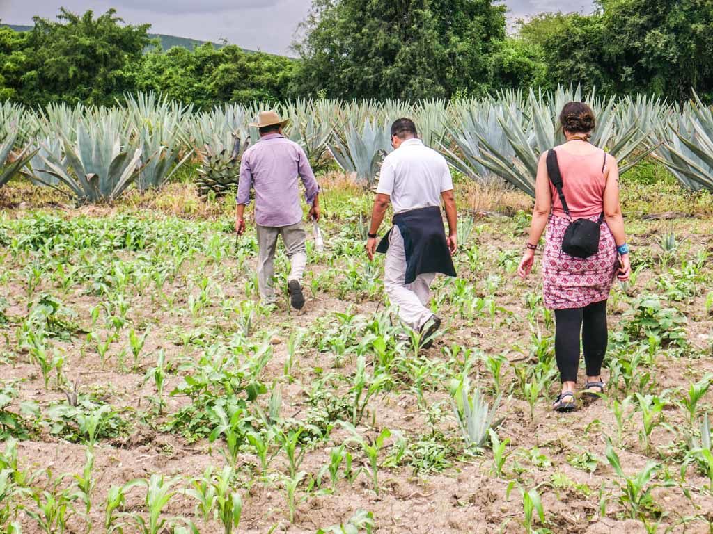 agave fields oaxaca