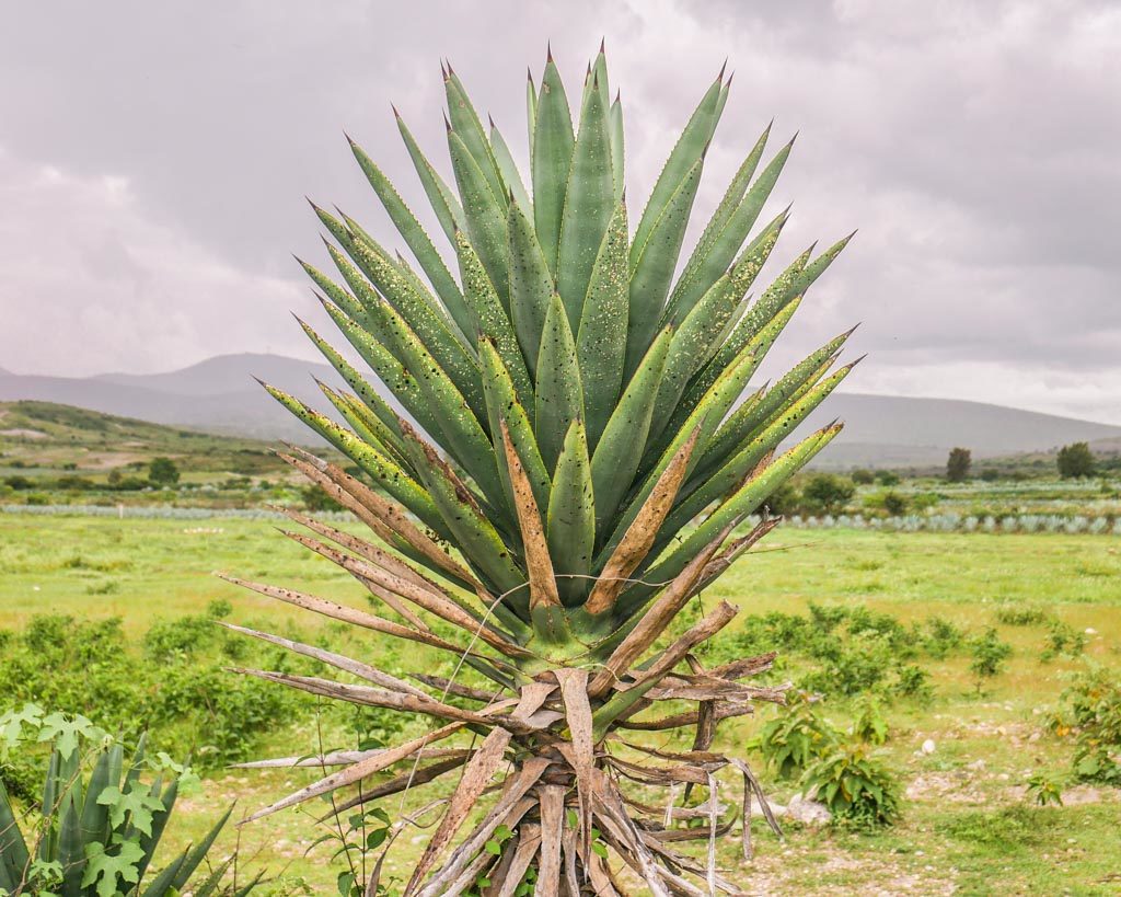 oaxaca mezcal agave