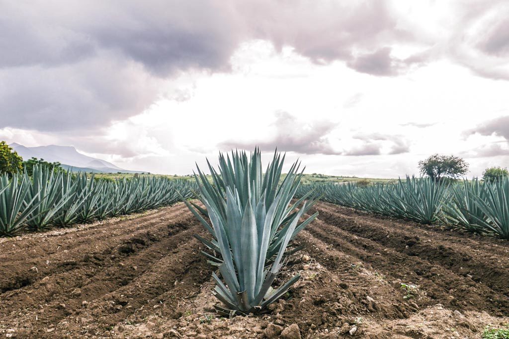 oaxaca mezcal tour