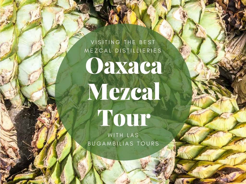 oaxaca mezcal tour