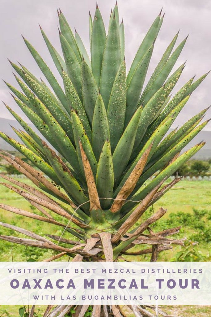 oaxaca mezcal guide pinterest oaxaca mezcal guide pinterest