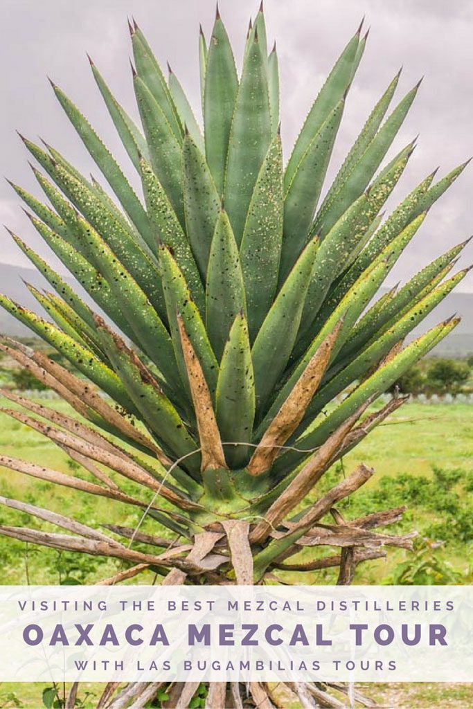 oaxaca mezcal guide pinterest