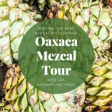 oaxaca mezcal tour