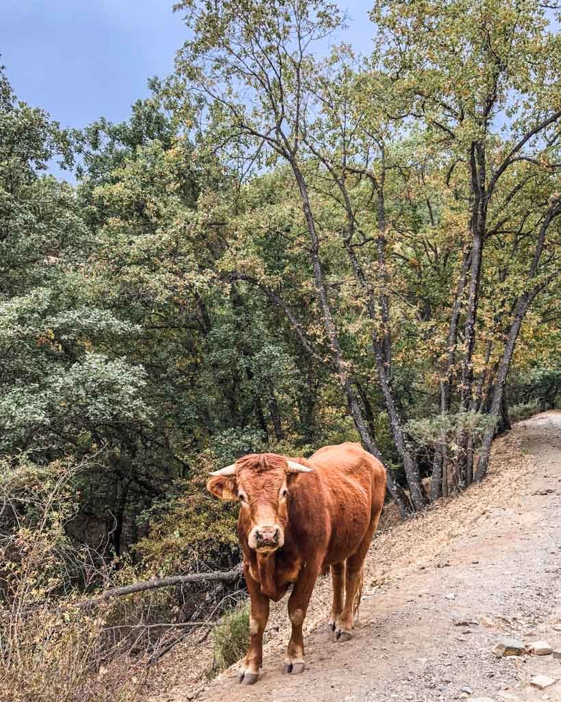 cows in dehesa del camarate