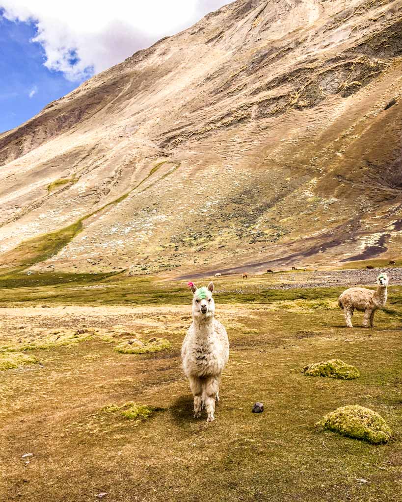 alpaca ausangate rainbow mountain