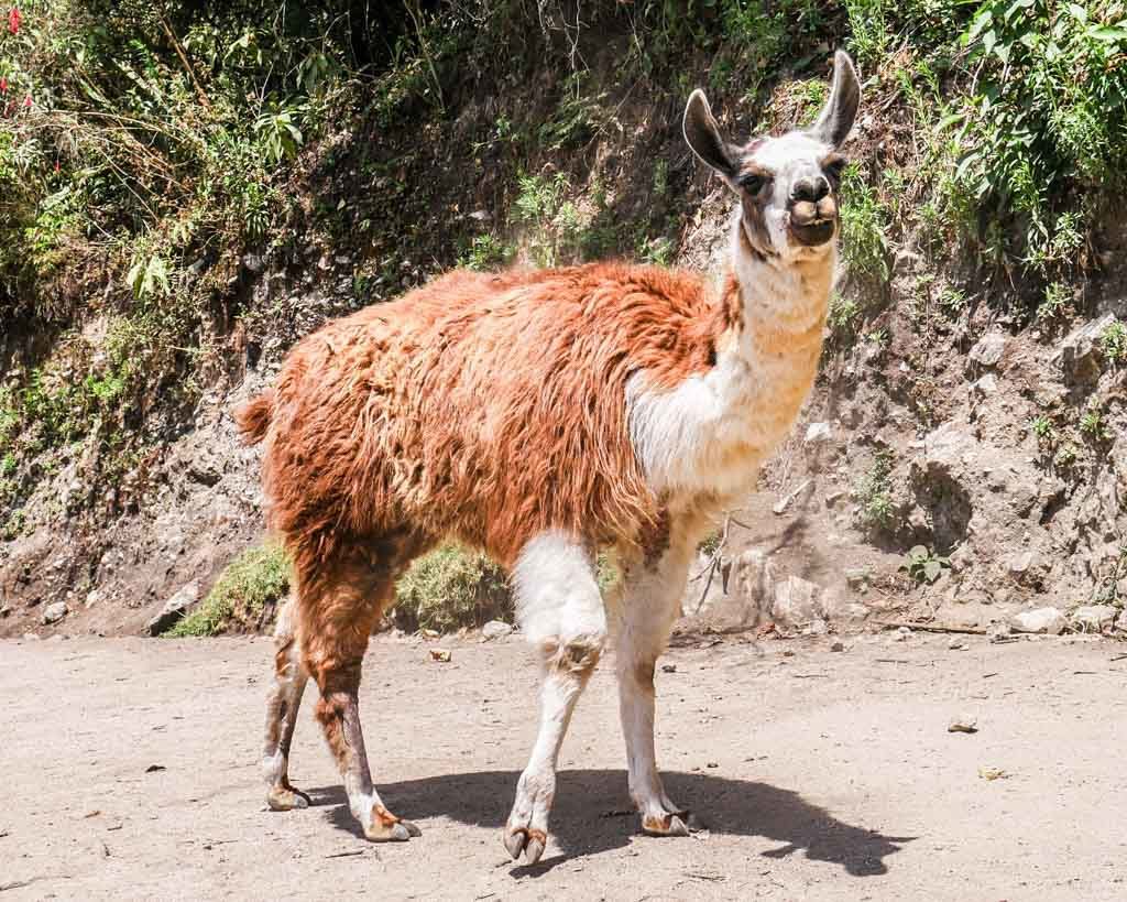 llama short inca trail hike